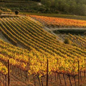 E2610 - Excursió de senderisme cultural al Penedès